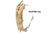 Camelbak Desert Camo Camel Bak 3 Litre Hydration System British Army Issue Desert DPM - thumbnail image 3