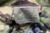 Genuine British Army Issue Woodland DPM Tropical Jungle Combat Trousers, New - thumbnail image 6