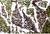 Camo Net Woodland Camo Netting British Army Issue Graded Condition - thumbnail image 4