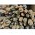 wooden pup tent pole - thumbnail image 1